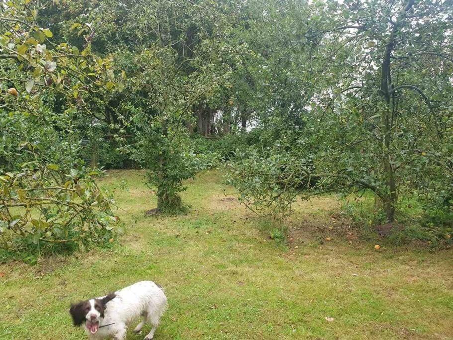 Nature Charm & Fruit Delights, Multi-Generation Celebratory Home -Try, Relax, Repeat - Sellindge Ashford  Extérieur photo