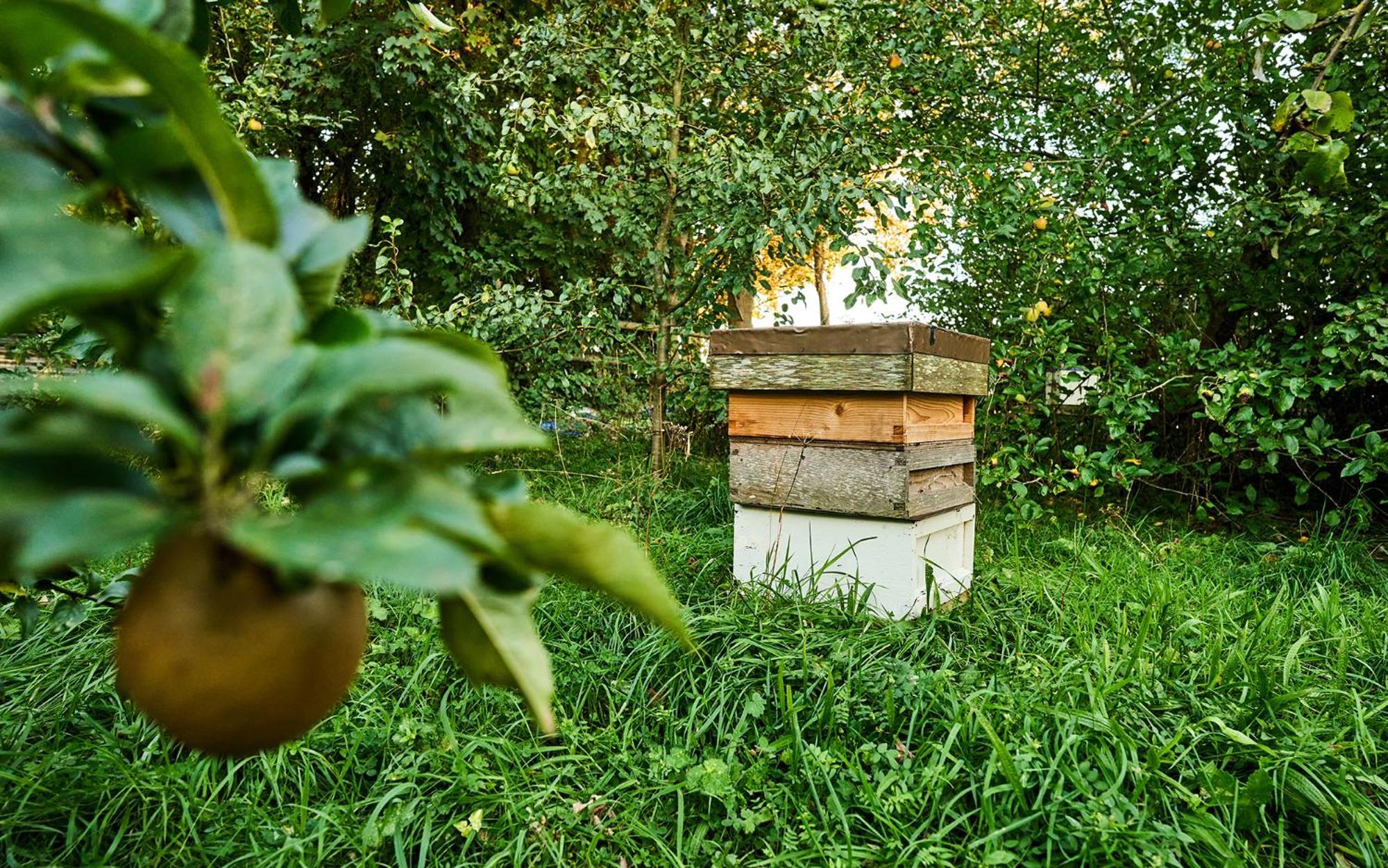 Nature Charm & Fruit Delights, Multi-Generation Celebratory Home -Try, Relax, Repeat - Sellindge Ashford  Extérieur photo